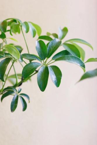 招財樹生長狀態