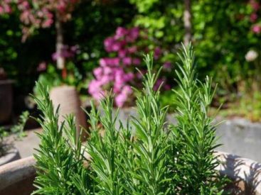 迷迭香枯萎如何救