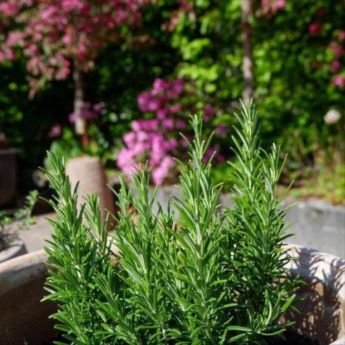 迷迭香枯萎如何救