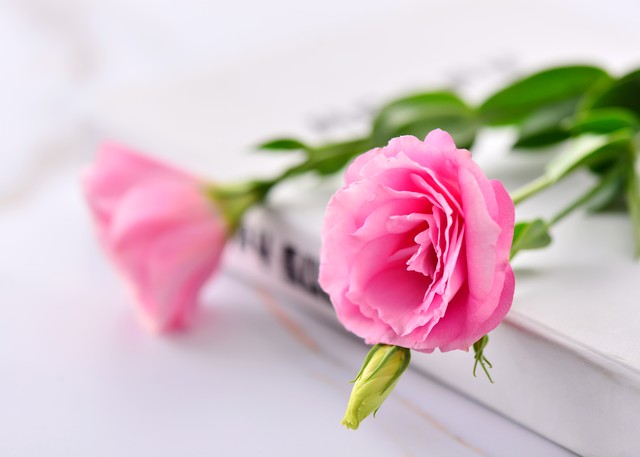 洋桔梗品種對比