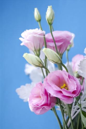 洋桔梗植株結構