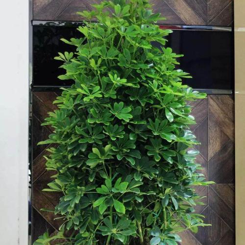 招財樹生長對比