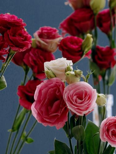 洋桔梗施肥方法