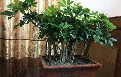 招財樹葉片特寫