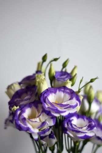 洋桔梗葉片特徵