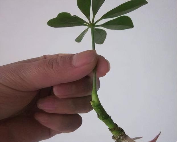 招財樹修剪示意