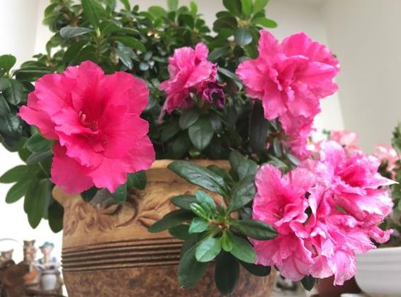 合歡山杜鵑花季