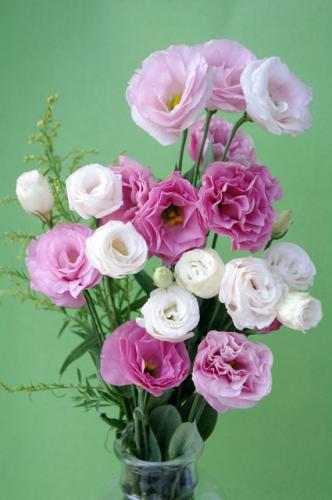 洋桔梗育苗過程