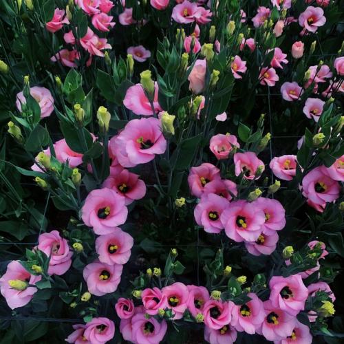 洋桔梗光照需求